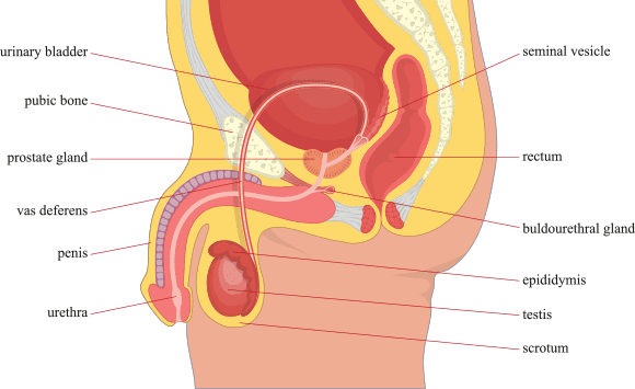vasectomy reproductive