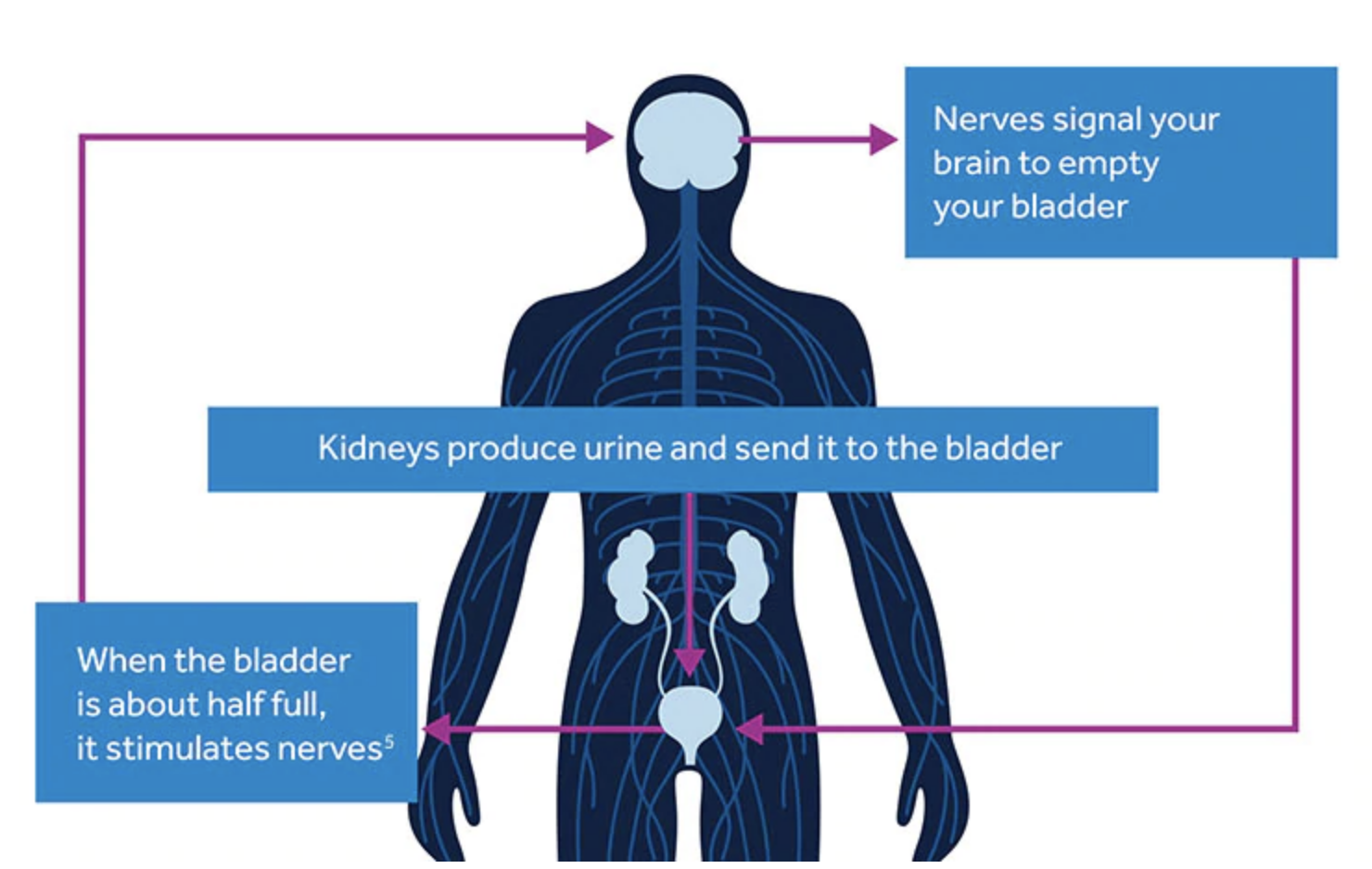 Medtronic InterStim Therapy Adult Pediatric Urology & Urogynecology